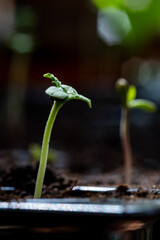 Baby cannabis plant. The vegetative stage of marijuana growing.