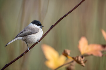 Isolated willow tit perching on a branch on an autumn day