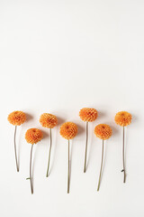 Minimal styled concept. Ginger dahlia flowers on white background. Creative still life summer, spring floral concept.