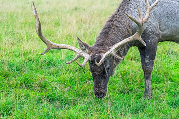 Red deer stag (Cervus elaphus) grazing in pasture. Reindeer outdoors
