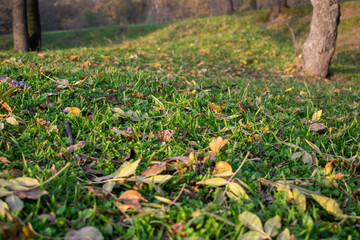 Sunset in the autumn plain forest