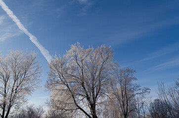 maple trees on a frosty November morning