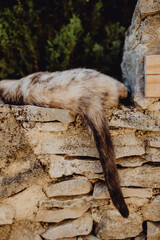 Le chat qui dort © lorabarra