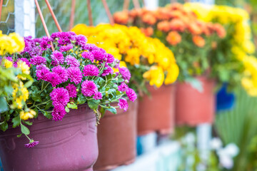 Beautiful multicolored chrysanthemum flower bouquets in vases.