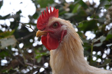 A cock head
