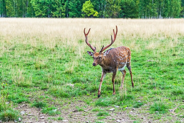 Naklejka na ściany i meble Cervus nippon, flower spotted deer walking and feeds on in forest of National Park
