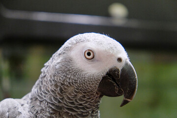 Beautiful gray parrot . Close up
