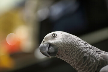 Beautiful gray parrot . Close up
