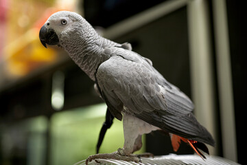 Beautiful gray parrot . Close up