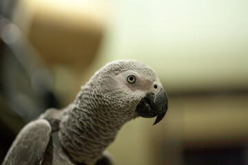 Beautiful gray parrot . Close up