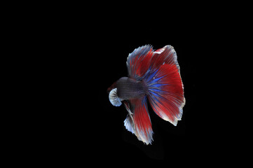 Small Beautiful Blue and Red Betta fish, at Black background
