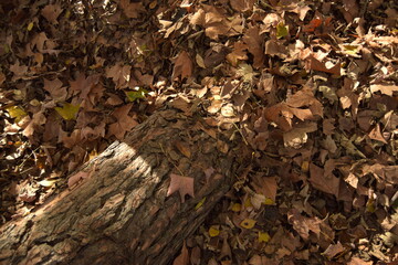 Fallen tree on pile of leaves in autumn.