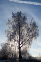 birch on a frosty November morning