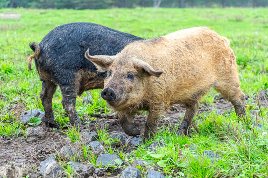 Mangalica Hungarian breed of domestic pig on farm grazing in mud and green grass