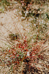 Les fleurs du jardin