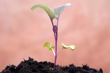 the purple cabbage plant