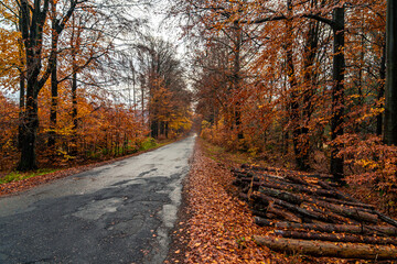 Obraz premium asphalt road in the orange autumn forest