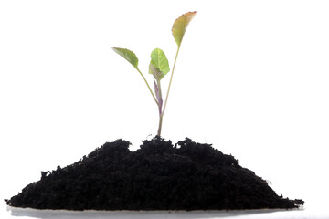 the cauliflower plant with earth and white background