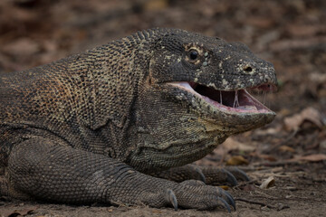 Komodo dragon portrait in Komodo national park indonesia