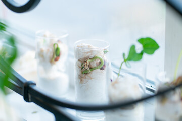 bean sprouts in a glass with wet cotton wool