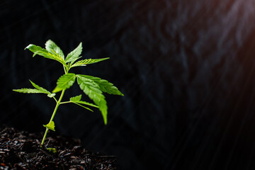 small plant of cannabis seedlings at the stage of vegetation planted in the ground in the sun, exceptions of cultivation an indoor marijuana for medical purposes. Marijuana leaves on dark background.