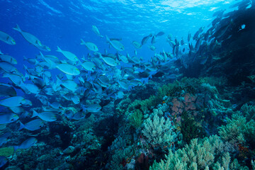School of blue surgeon fish on reef in Komodo Island Indonesia