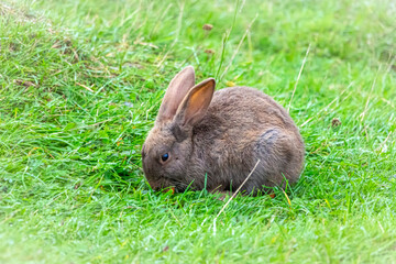 One brown rabbit sitting in grass and feeds on carrots