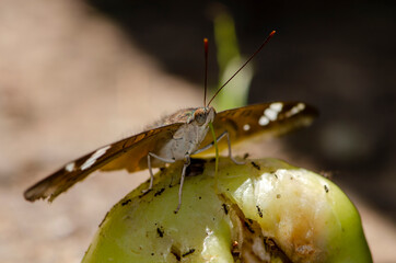 close up butterfly drinking juice. fruit in the garden.