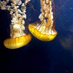 jellyfish