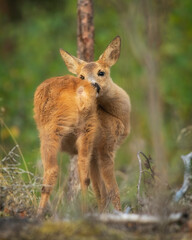 roe deer in the wild