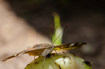 Butterfly eat rose apple fruit. That fell on the ground in Thailand