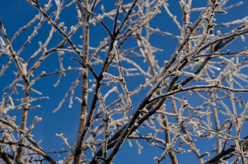 branches of an apple tree covered with frost against the sky