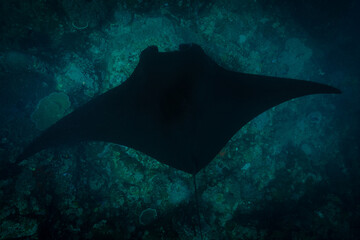 Big black oceanic manta swimming over reef in Komodo island Indonesia