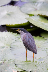 Heron on lily