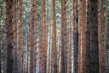 Obraz premium Pine forest. pine trunks on a summer day