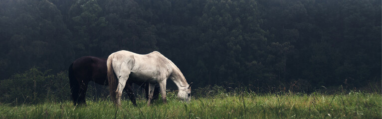 horses in mist