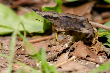 Butterflies are eating nectar from fruit in the forest.,Ubonratchathani,Thailand