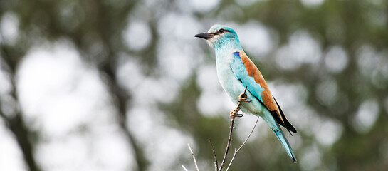 lilac breasted roller