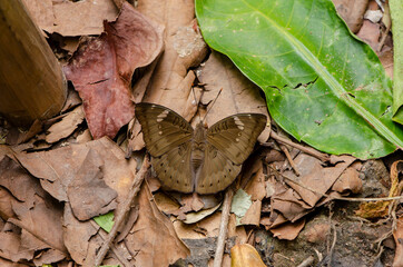 Close up brown butterfly on brown leaf