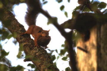 Cute red squirrel carying her baby i a tree