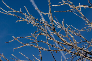 Fototapeta na wymiar branches of an apple tree against the sky with a trail of an airplane