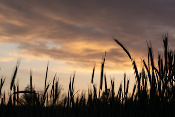 Closeup of the grainfield silhouette at sunset