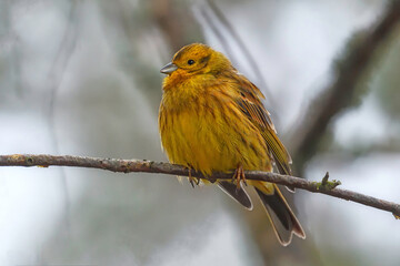 Obraz premium yellow sparrow in a tree (Emberiza citrinella)