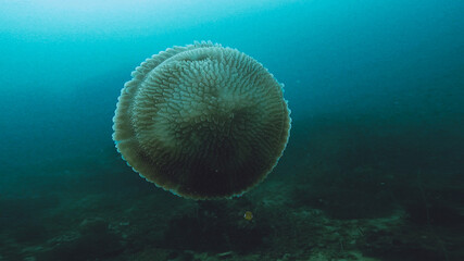 jellyfish in aquarium