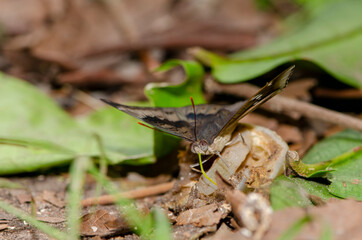 Butterflies are eating nectar from fruit in the forest.,Ubonratchathani,Thailand