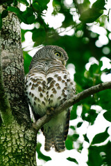 pearl spotted owl