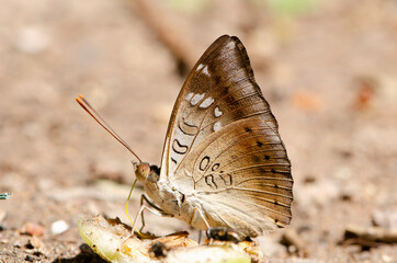 Close up butterfly drinking juice. fruit in the garden.
