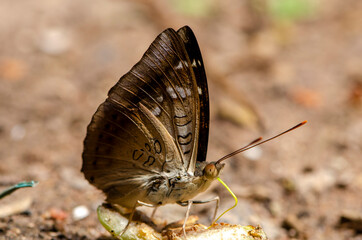 Fototapeta premium close up butterflies eat rose apple fruit. That fell on the ground in Thailand