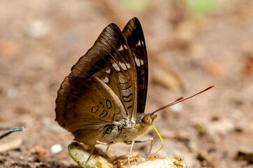 close up butterflies eat rose apple fruit. That fell on the ground in Thailand
