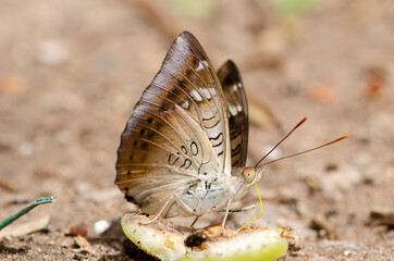 butterflies eat rose apple fruit. That fell on the ground in Thailand
